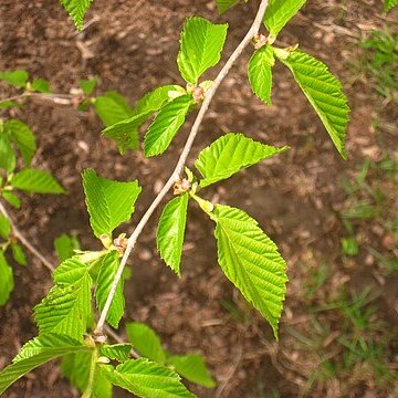 Corylus fargesii unspecified picture