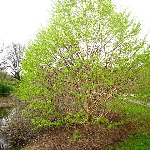 Corylus fargesii unspecified picture