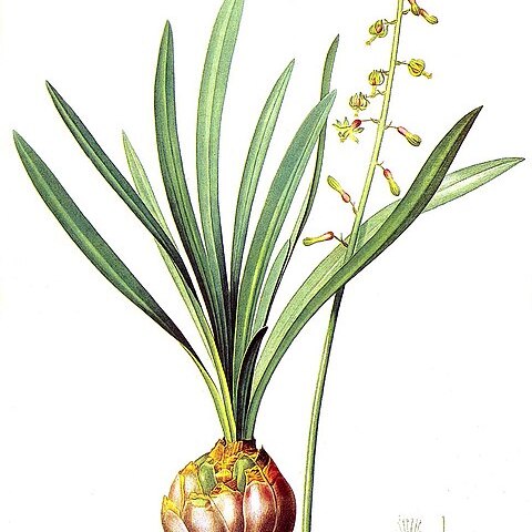 Drimia elata unspecified picture