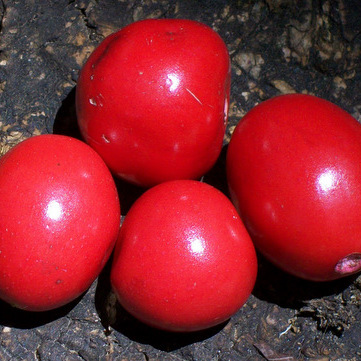 Diospyros mabacea unspecified picture