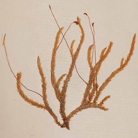 Acrocladium chlamydophyllum unspecified picture