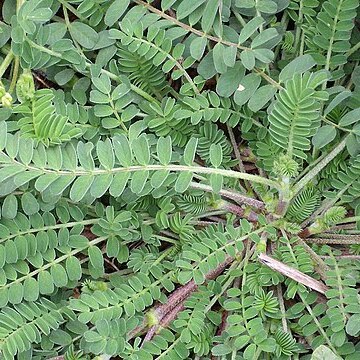 Astragalus edulis unspecified picture