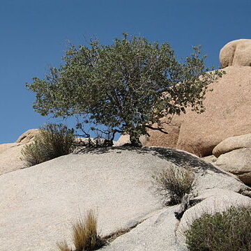 Quercus cornelius-mulleri unspecified picture