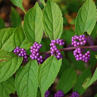 Callicarpa unspecified picture