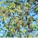 Quercus pauciradiata unspecified picture