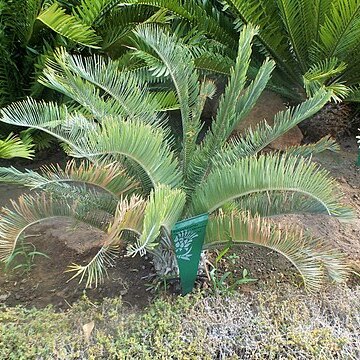 Encephalartos ngoyanus unspecified picture