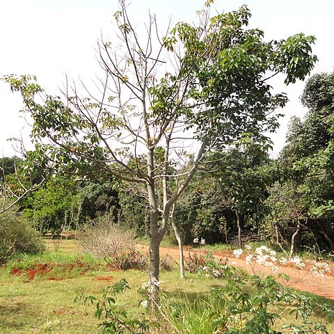 Joannesia unspecified picture