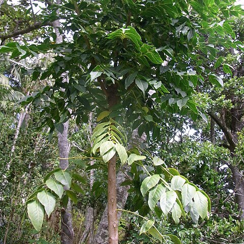 Polyscias cissodendron unspecified picture