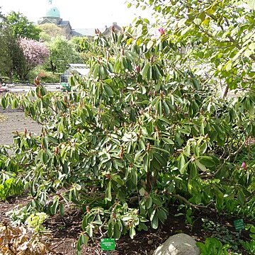 Rhododendron fortunei unspecified picture
