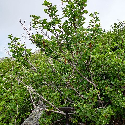Alnus alnobetula subsp. suaveolens unspecified picture