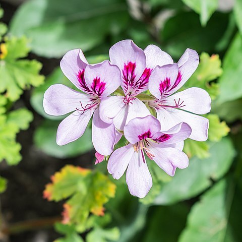 Pelargonium l'hér. unspecified picture