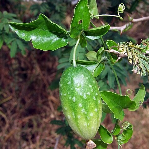Momordica trifoliolata unspecified picture