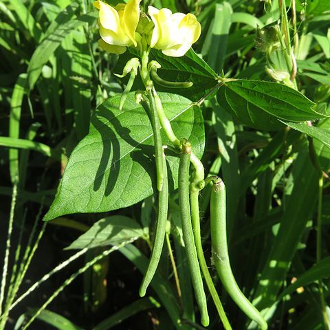 Vigna angularis var. nipponensis unspecified picture