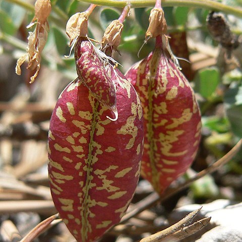 Astragalus oophorus unspecified picture