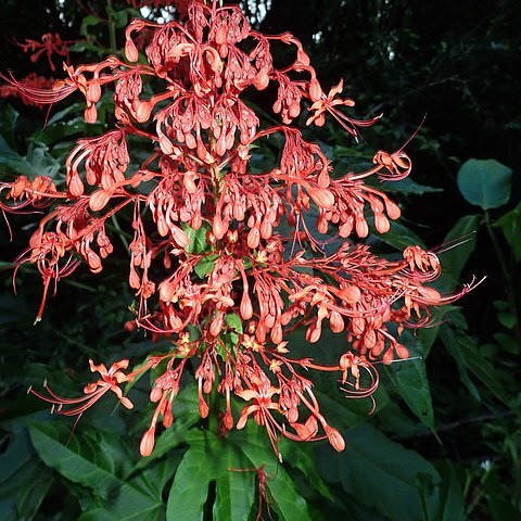 Clerodendrum palmatolobatum unspecified picture