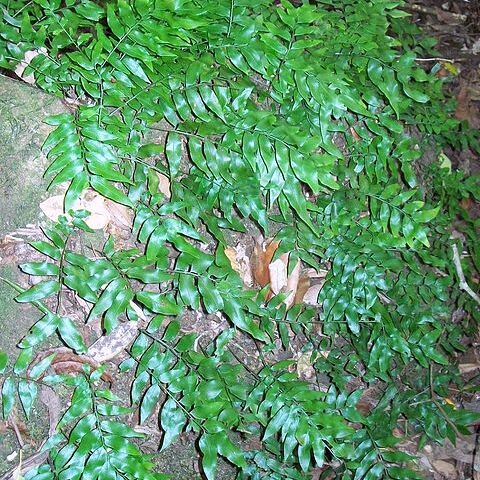 Oleandraceae unspecified picture