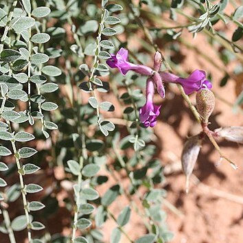 Astragalus zionis unspecified picture