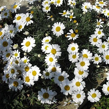Rhodanthemum hosmariense unspecified picture