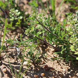 Lepidium auriculatum unspecified picture