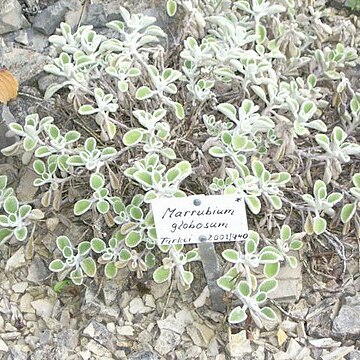 Marrubium globosum unspecified picture