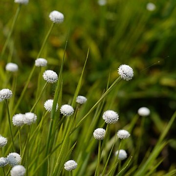 Eriocaulon sharmae unspecified picture