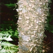 Zanthoxylum brachyacanthum unspecified picture