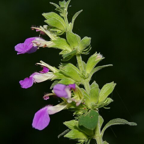 Anisomeles unspecified picture