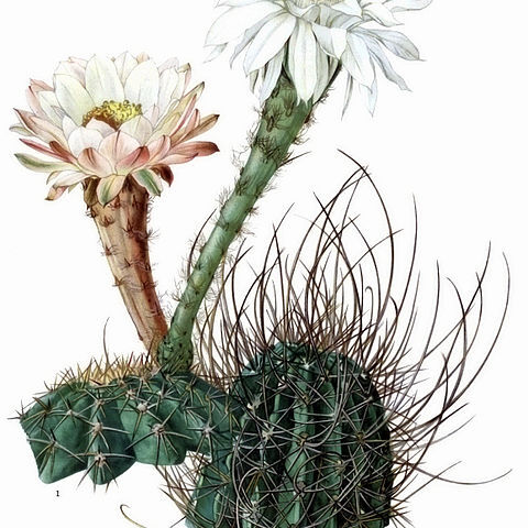 Echinopsis silvestrii unspecified picture
