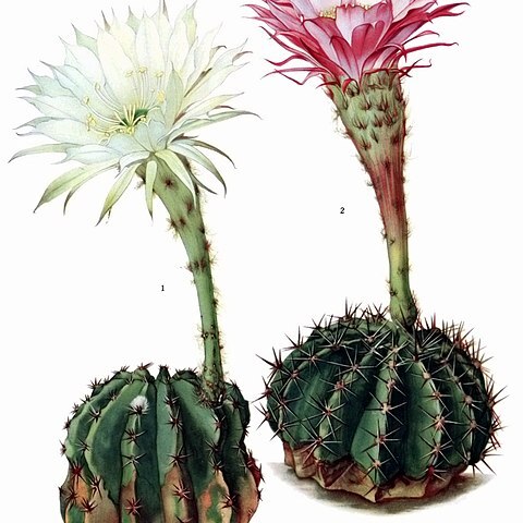 Echinopsis unspecified picture