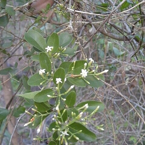 Jasminum didymum unspecified picture