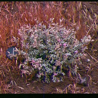 Astragalus purshii var. ophiogenes unspecified picture