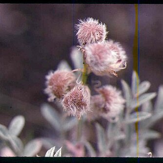 Astragalus purshii var. ophiogenes unspecified picture