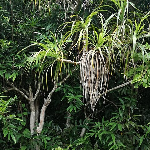 Pandanus tenuifolius unspecified picture