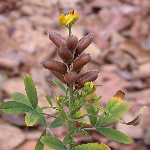 Crotalaria goreensis unspecified picture