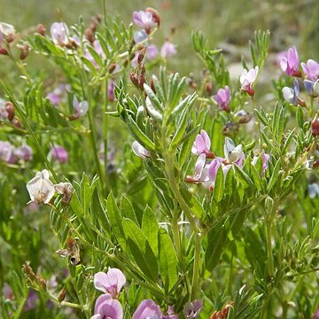 Astragalus microcystis unspecified picture