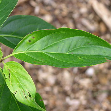 Cornus wilsoniana unspecified picture