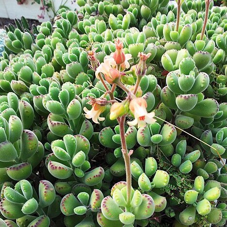 Cotyledon tomentosa unspecified picture