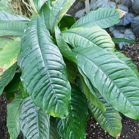Culcasia striolata unspecified picture