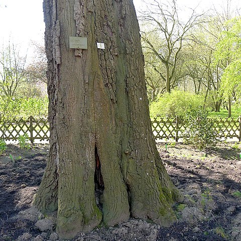 Quercus afares unspecified picture