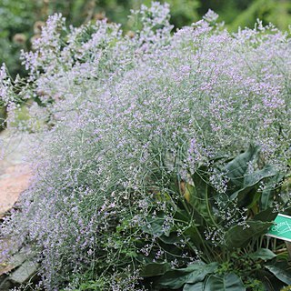 Limonium platyphyllum unspecified picture