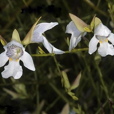 Prostanthera nudula unspecified picture