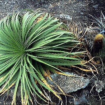 Encholirium unspecified picture