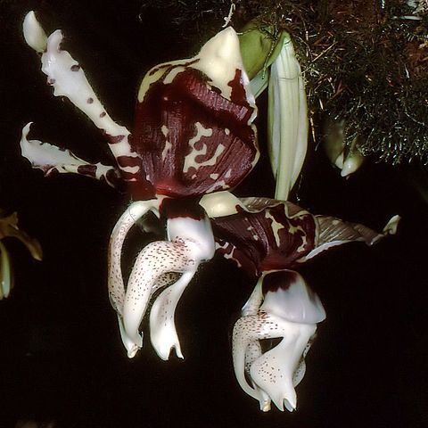 Stanhopea tigrina var. nigroviolacea unspecified picture