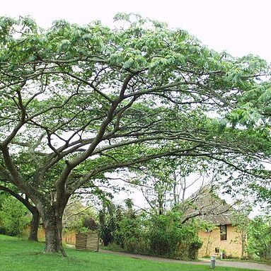 Albizia adianthifolia unspecified picture