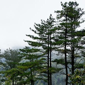 Pinus taiwanensis unspecified picture