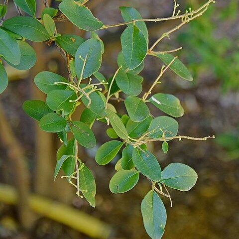 Ligustrum ibota unspecified picture