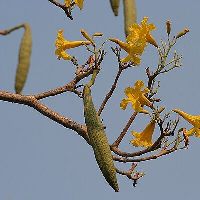 Tabebuia unspecified picture