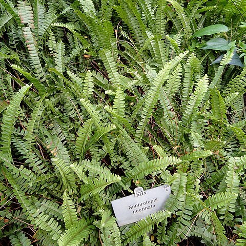 Nephrolepis pectinata unspecified picture