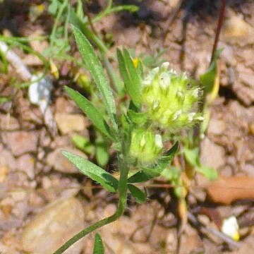 Anthyllis vulneraria subsp. maura unspecified picture