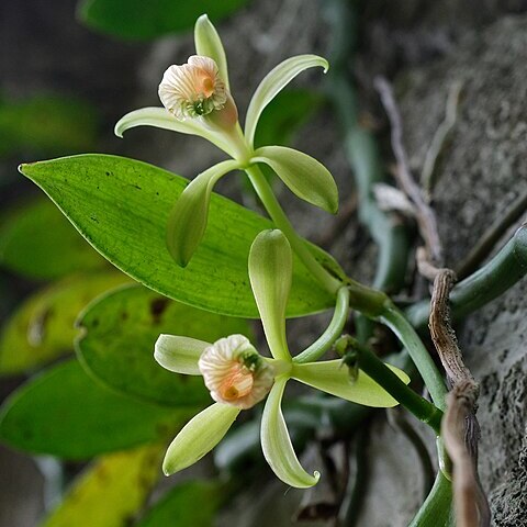 Vanilla somai unspecified picture